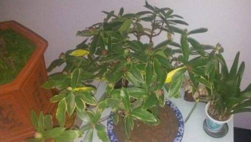 瑞香的根烂了怎么办？如何有效处理和预防？