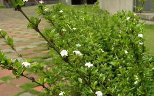 六月雪（一场雪花）