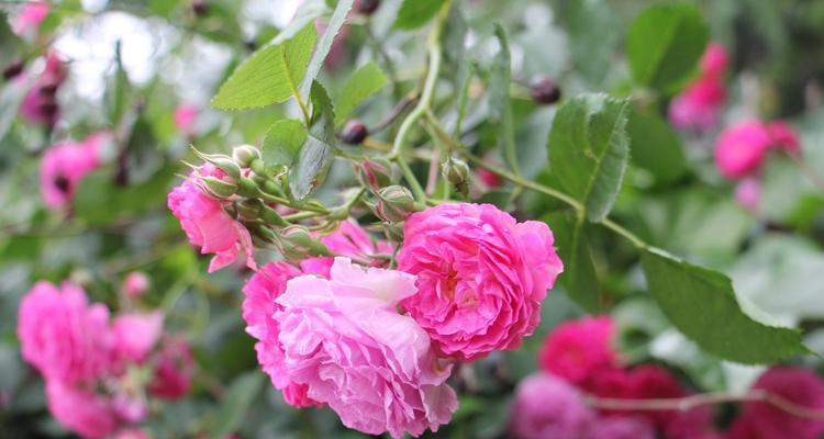 蔷薇花适合种在花盆里吗？如何正确种植和护理？