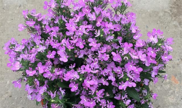 友情花语——以向日葵为主题的花语(向日葵)