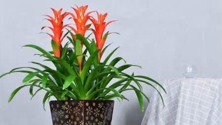 风水花卉有哪些？如何选择适合的风水植物？