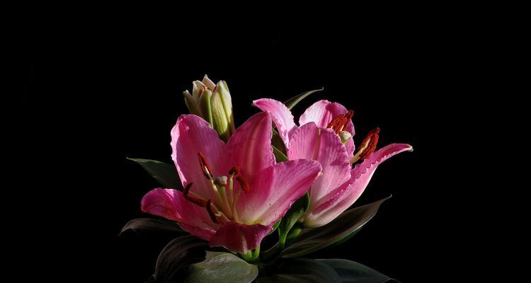 美丽的百合花赋予的寓意（适合送给什么人呢）