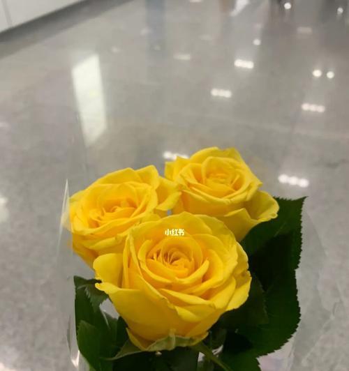 黄玫瑰的花语(黄玫瑰花语中的阳光)