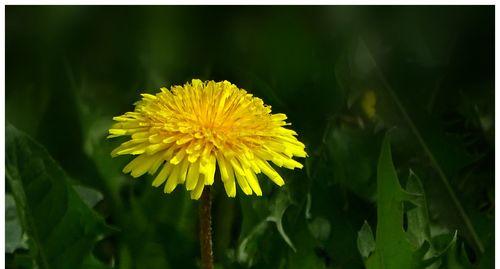 蒲公英花的象征意义是什么？如何解读其花语？