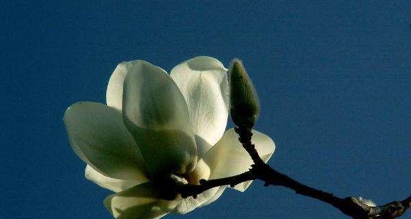 白玉兰花（白玉兰花的象征意义及传承之美）
