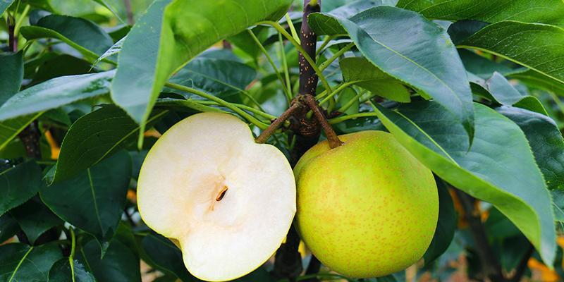 梨什么时候成熟？最佳采摘季节是几月份？