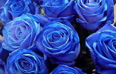 蓝玫瑰花语之浪漫梦幻(揭秘蓝玫瑰的花语及象征意义)