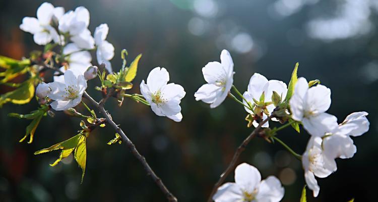 樱花花语(探寻樱花花语中的深意与寓意)