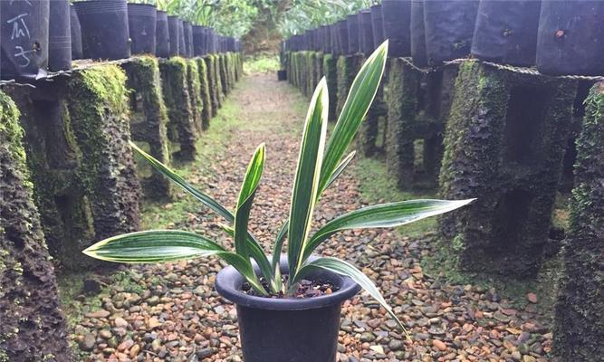 墨兰淋雨安全吗?下雨天如何正确处理墨兰?