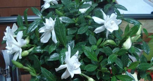 水养栀子花怎么养家庭养法？有哪些注意事项和技巧？