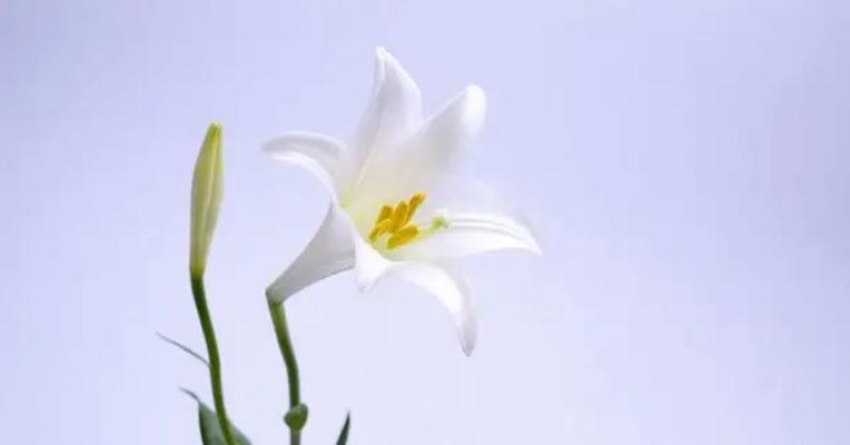 粉百合的花语——爱与纯洁的象征（用一束粉百合传递真挚的情感）