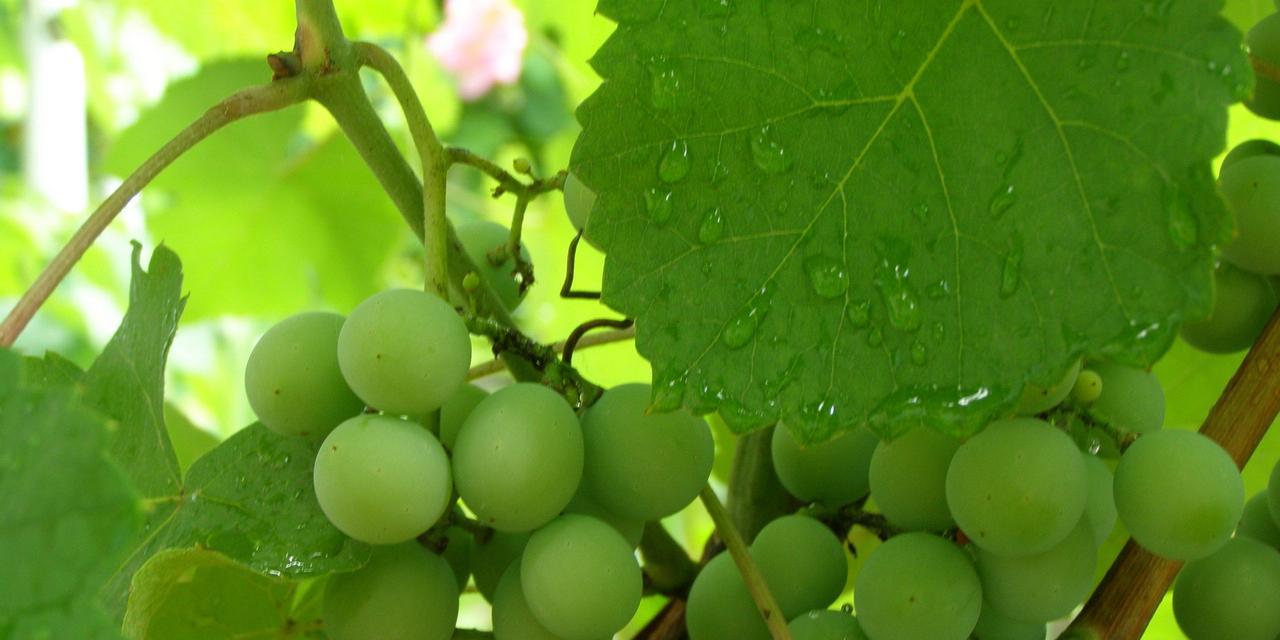 葡萄象征意义是什么?葡萄在文化中代表了哪些寓意?
