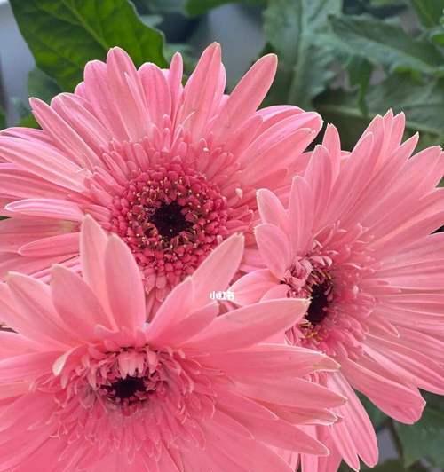 非洲菊花语之色彩传递花园的心情(以不同颜色非洲菊的花语诠释人生百态)