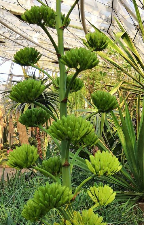 吃花的植物有哪些？它们是如何消化花朵的？