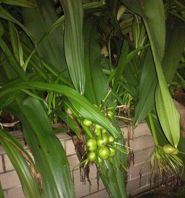 吃花的植物有哪些？它们是如何消化花朵的？