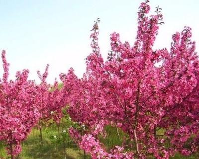 海棠树风水作用与寓意(迎福避凶)
