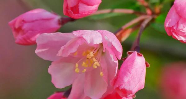 海棠树风水作用与寓意（迎福避凶）