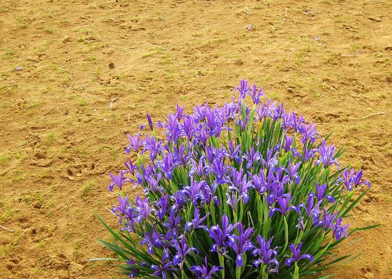 以马兰花花语的奇妙世界(探索马兰花的象征意义)