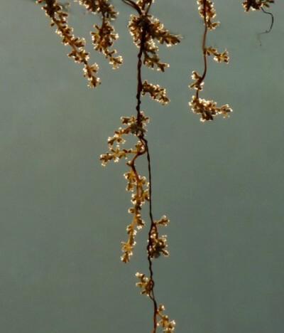 菟丝花之美（菟丝花的寓意及其传承）