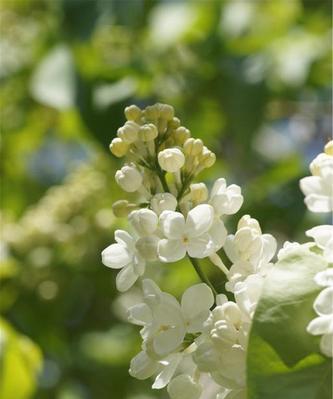 菟丝花之美（菟丝花的寓意及其传承）