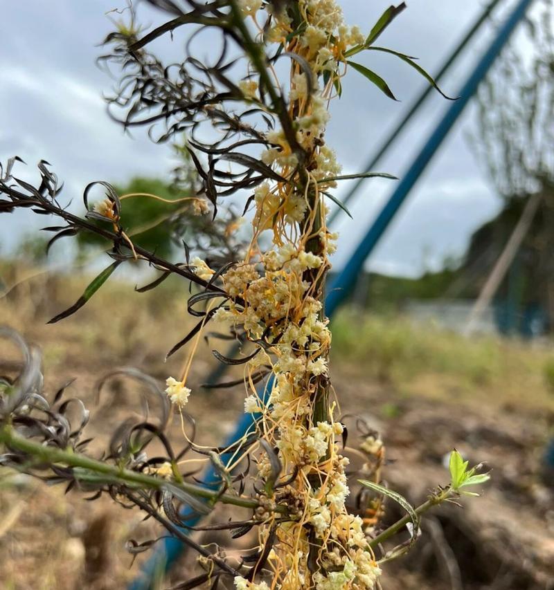 菟丝花之美(菟丝花的寓意及其传承)