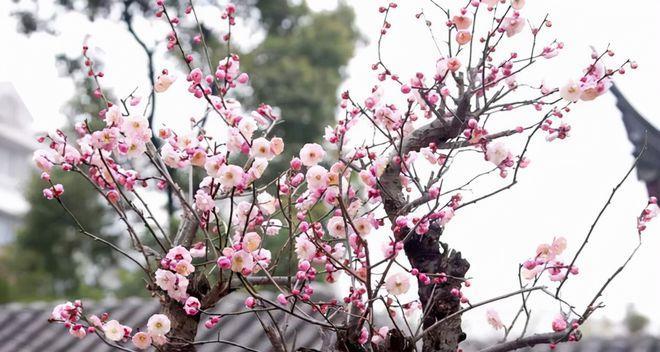 梅花开花时浇水合适吗？如何正确浇水以促进生长？
