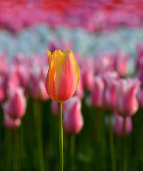 热情奔放的花语（以代表热烈的花为主题）