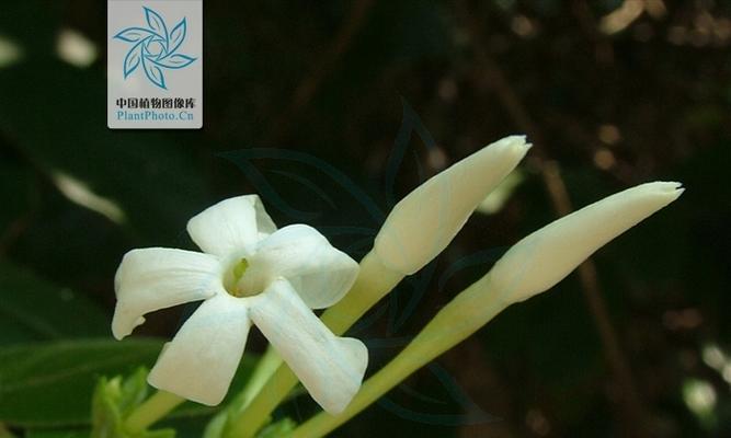 素馨花怎么养？养殖过程中应注意哪些问题？_花植网