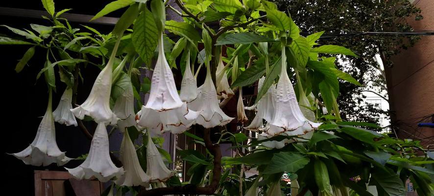 曼陀罗的花期是什么时候？具体在几月份开花？