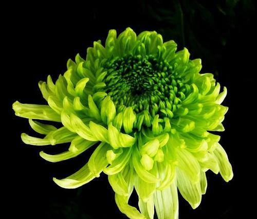 绿菊花的花语揭示（探寻绿菊花所代表的情感和寓意）