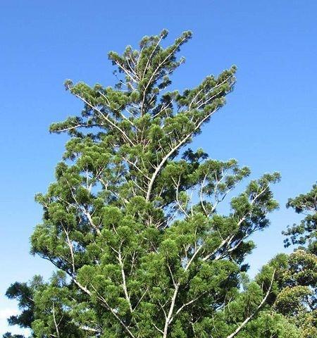 松柏是什么植物?松柏的种类和特点有哪些?_花植网
