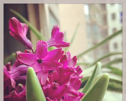 风信子花语与故事的魅力（揭秘风信子花语）