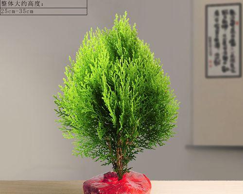松柏是什么植物？松柏的种类和特点有哪些？_花植网