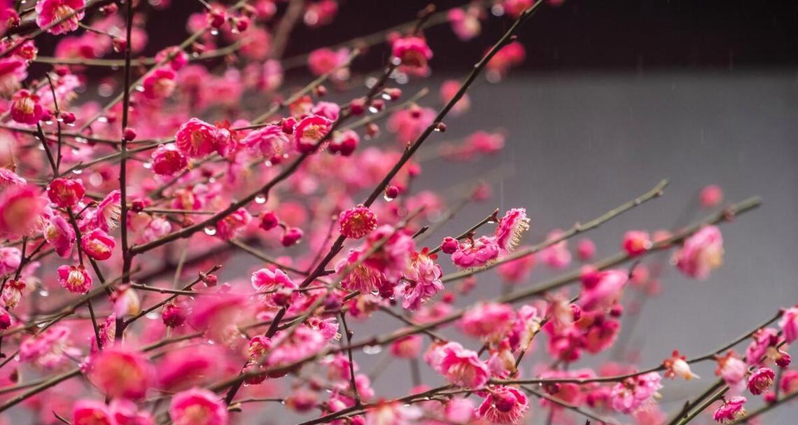 梅花的花语与象征寓意（传承百年的傲雪凌霜）