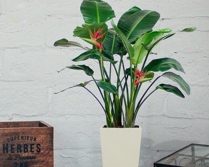 天堂鸟用多大的盆合适？如何根据植株大小选择花盆？