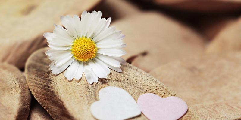 雏菊花语（探寻雏菊所传递的深刻寓意和情感）