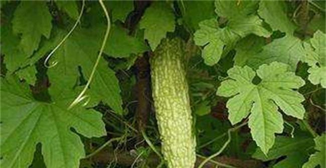 苦瓜种植技术与管理法有哪些常见问题？如何解决？