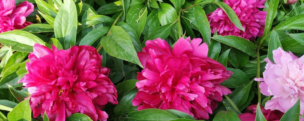 芍药花语及其含义解读（探寻芍药花背后的深意）