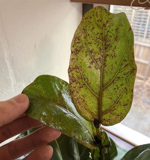 火鹤花叶子出现黑斑是什么原因？如何解决？