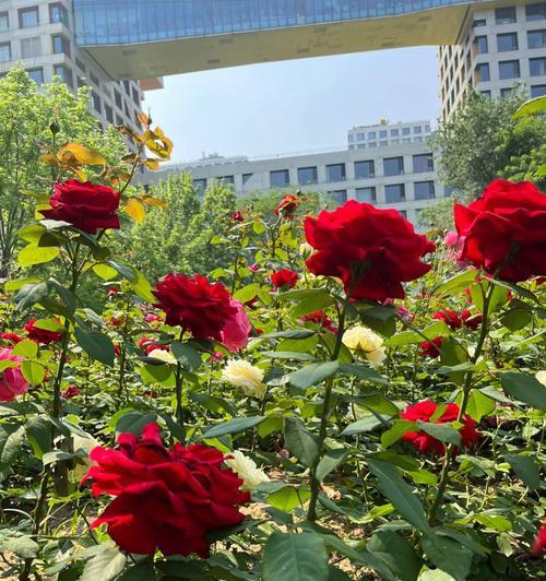 威海市花——“山茶花”的寓意与象征（揭秘威海市花“山茶花”的美丽与意义）