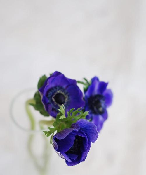 不同颜色银莲花的花语（探索银莲花不同颜色的含义与象征）