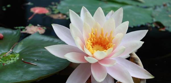 花语探秘（花开世界）