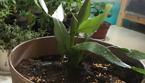 琴叶榕浇淘米水有好处吗?如何正确使用淘米水进行浇灌?