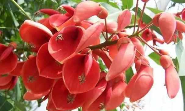 马鞍山市花是什么?马鞍山市花有哪些特点和意义?