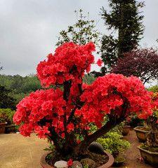 映山红怎么养？养殖过程中需要注意哪些事项？