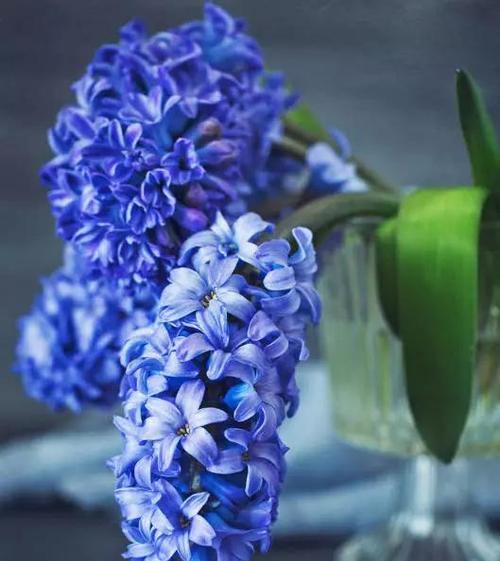 蓝色风信子的花语及象征意义（揭开蓝色风信子隐藏的感情密码）