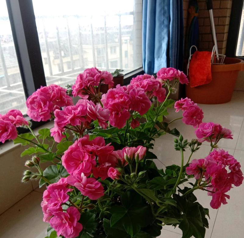 天竺葵冬天养护技巧有哪些?如何确保安全过冬?