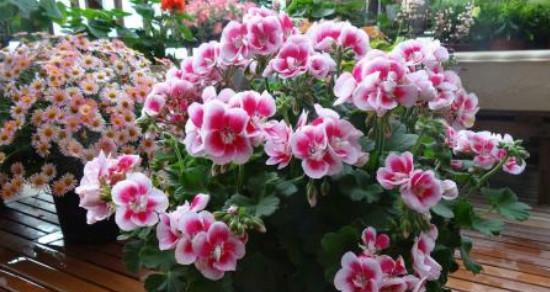 天竺葵冬天养护技巧有哪些？如何确保安全过冬？