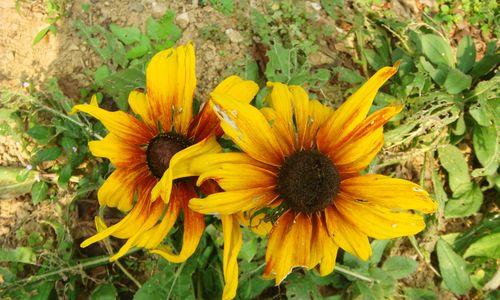 姐妹情深花开相伴(用花朵见证姐妹情深)