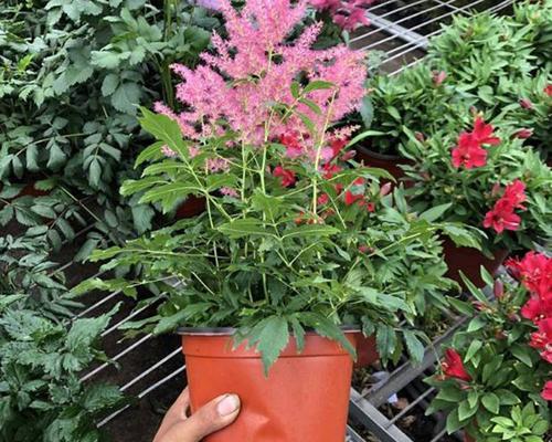 落新妇开花后怎么处理？维护和繁殖的最佳方法是什么？